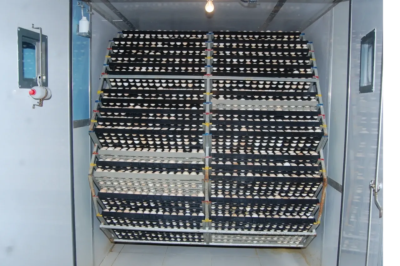 15120/5040 Eggs Capacity Incubator & Hatcher